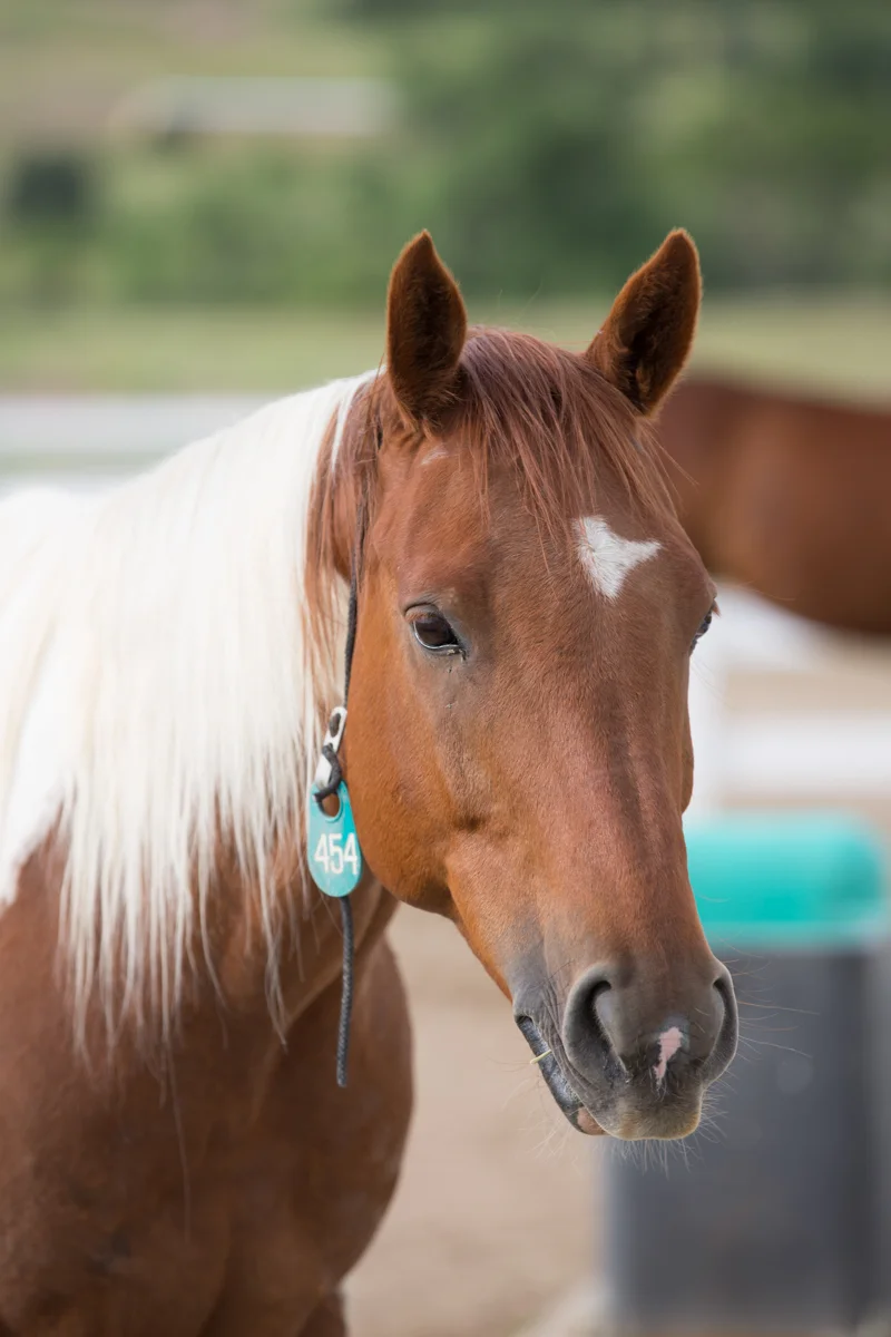 photo of horse