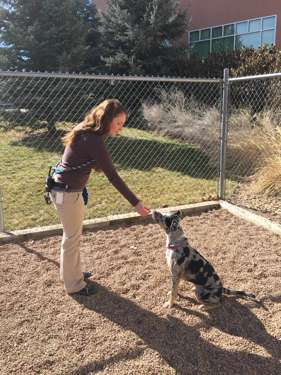 Woman training dog