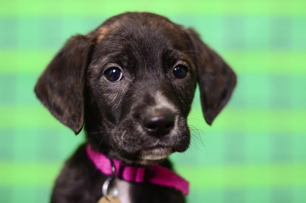 Brown puppy