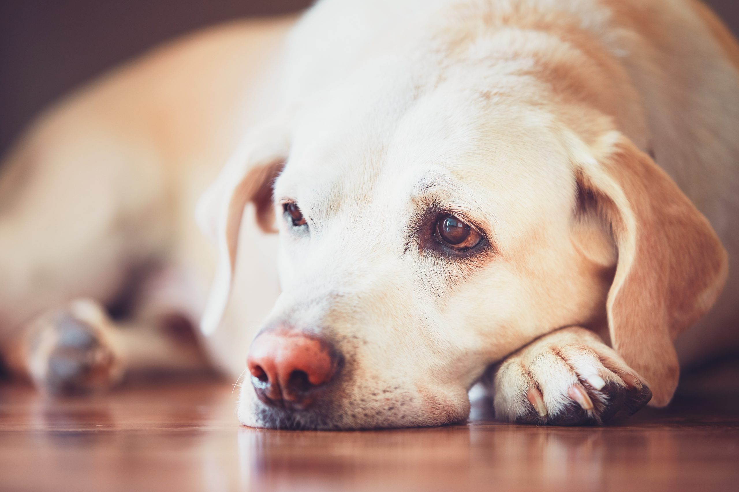 Dog sitting on floor