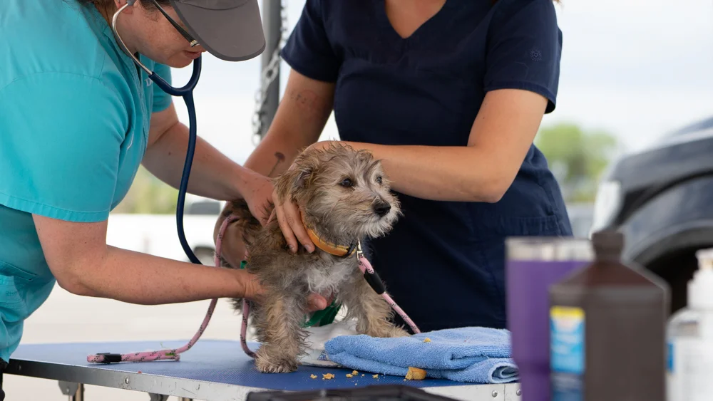 Puppy with veterinarian.