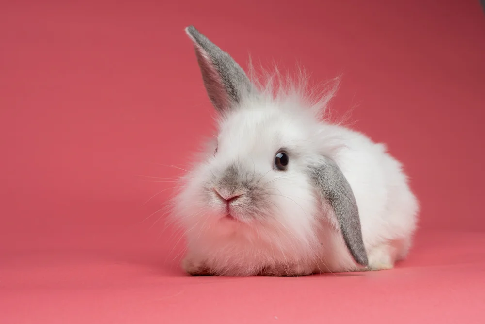 Fluffy white and gray rabbit with one ear up and one ear down sitting against a pink background
