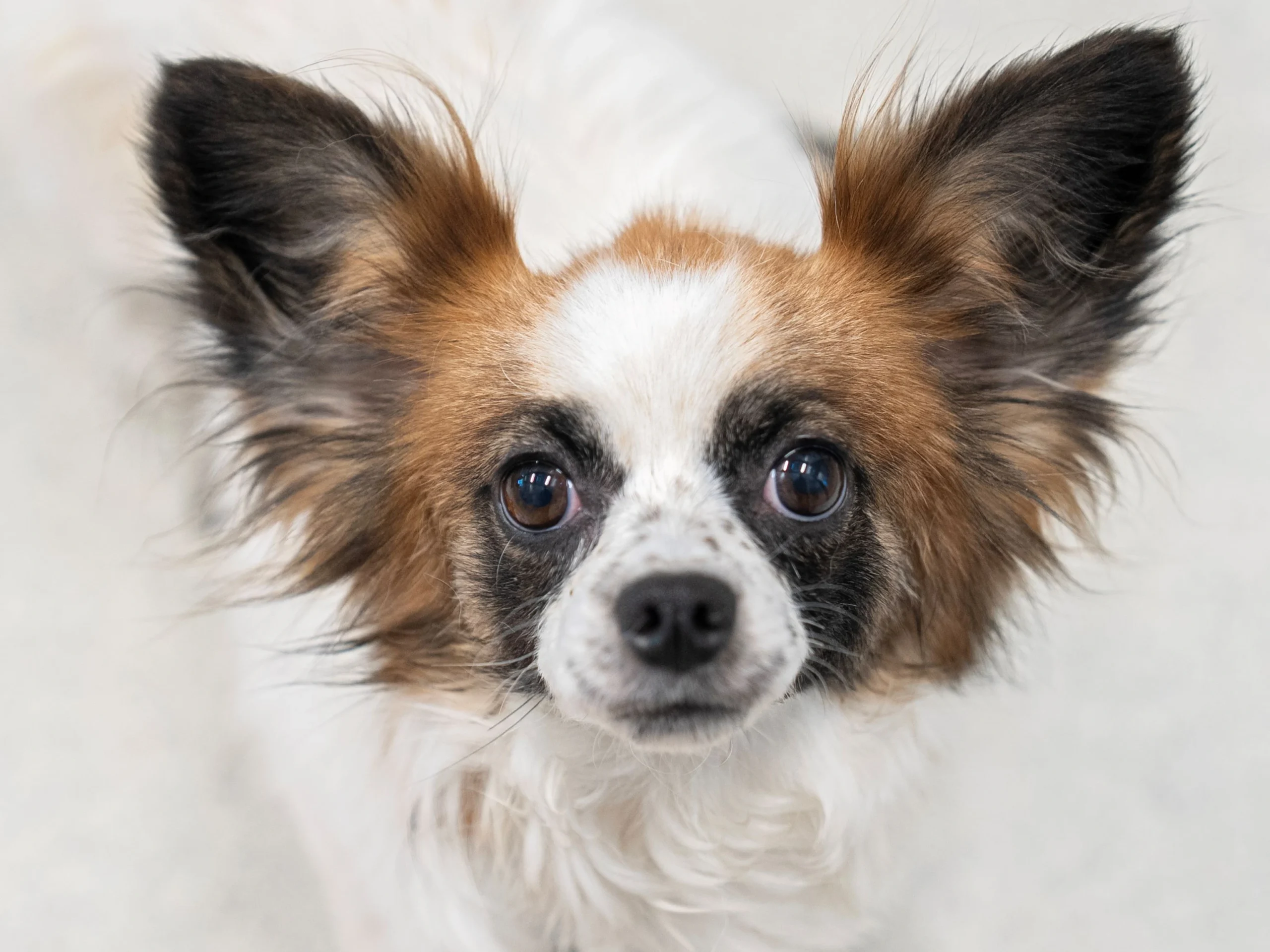 Small Papillon dog with large butterfly-shaped ears, white and brown fur, and dark eyes looking directly at camera