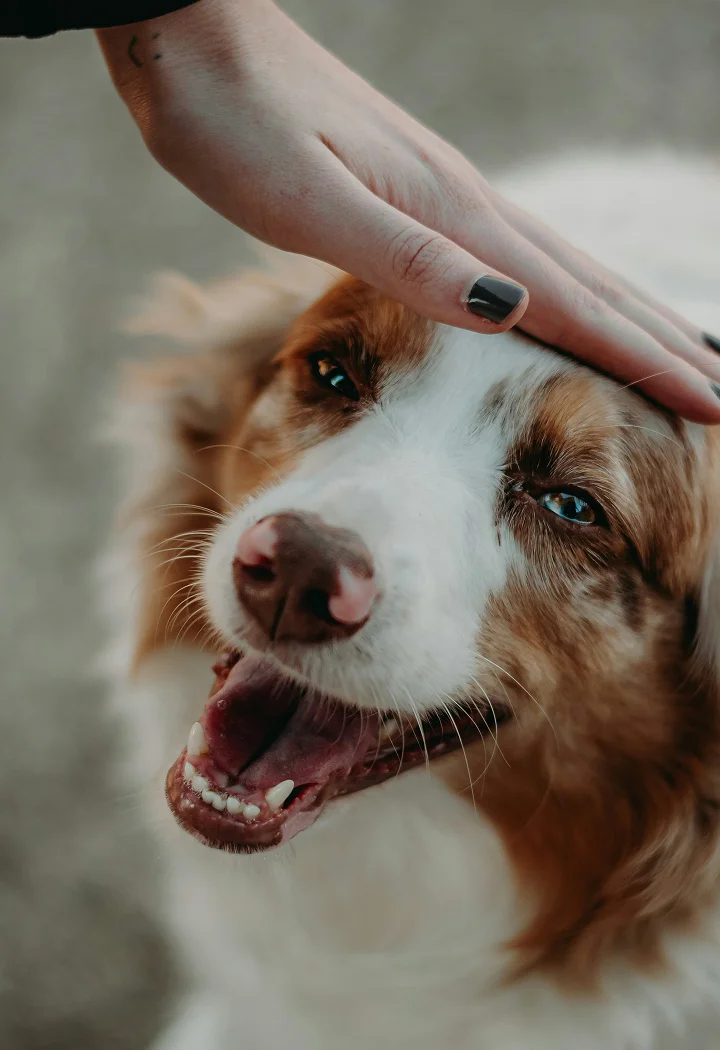 someone petting a dog