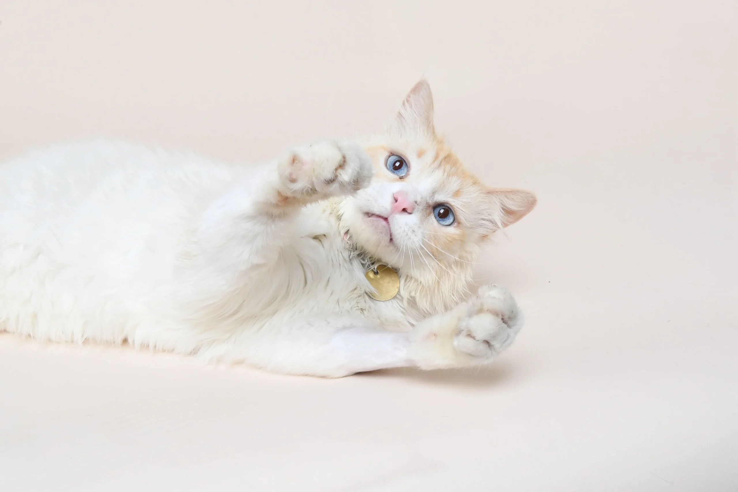 Fluffy white and cream cat with blue eyes lying on its side, paws raised playfully, wearing a collar with gold tag