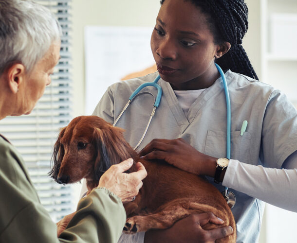 Veterinarian with stethoscope examining a brown dachshund while the dog's owner with short gray hair looks on