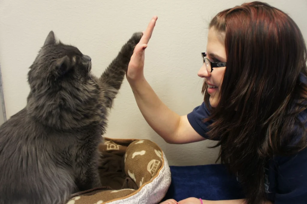 Woman with glasses giving a high-five to a fluffy gray cat sitting in a pet bed