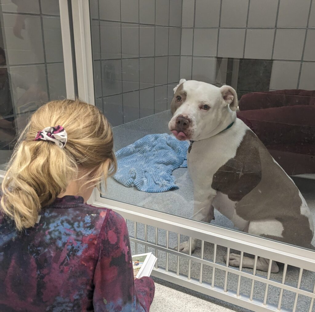 Child with blonde ponytail reads a book to a white and brown pit bull sitting in an animal shelter kennel