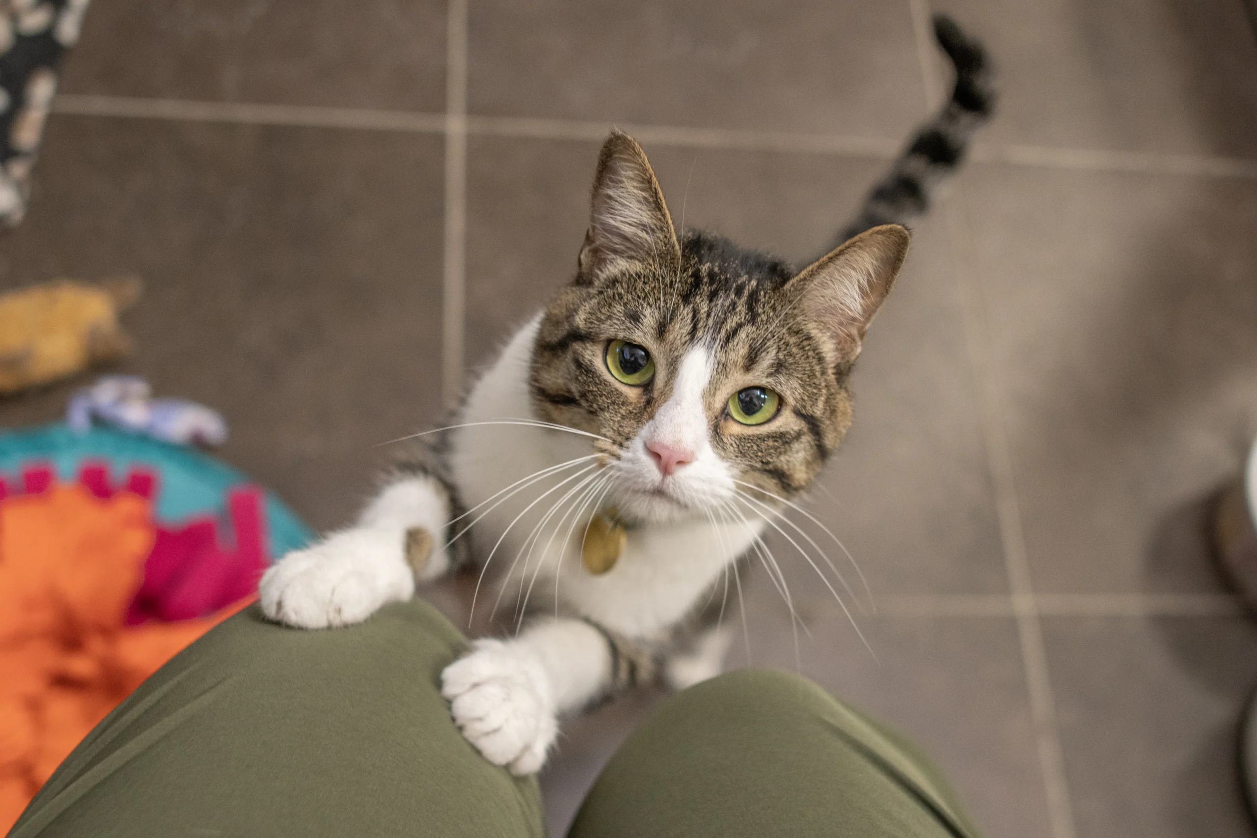 Cat with paws on person's leg looking at the camera. The cat's tail is in an imploring position - cat is asking for attention.