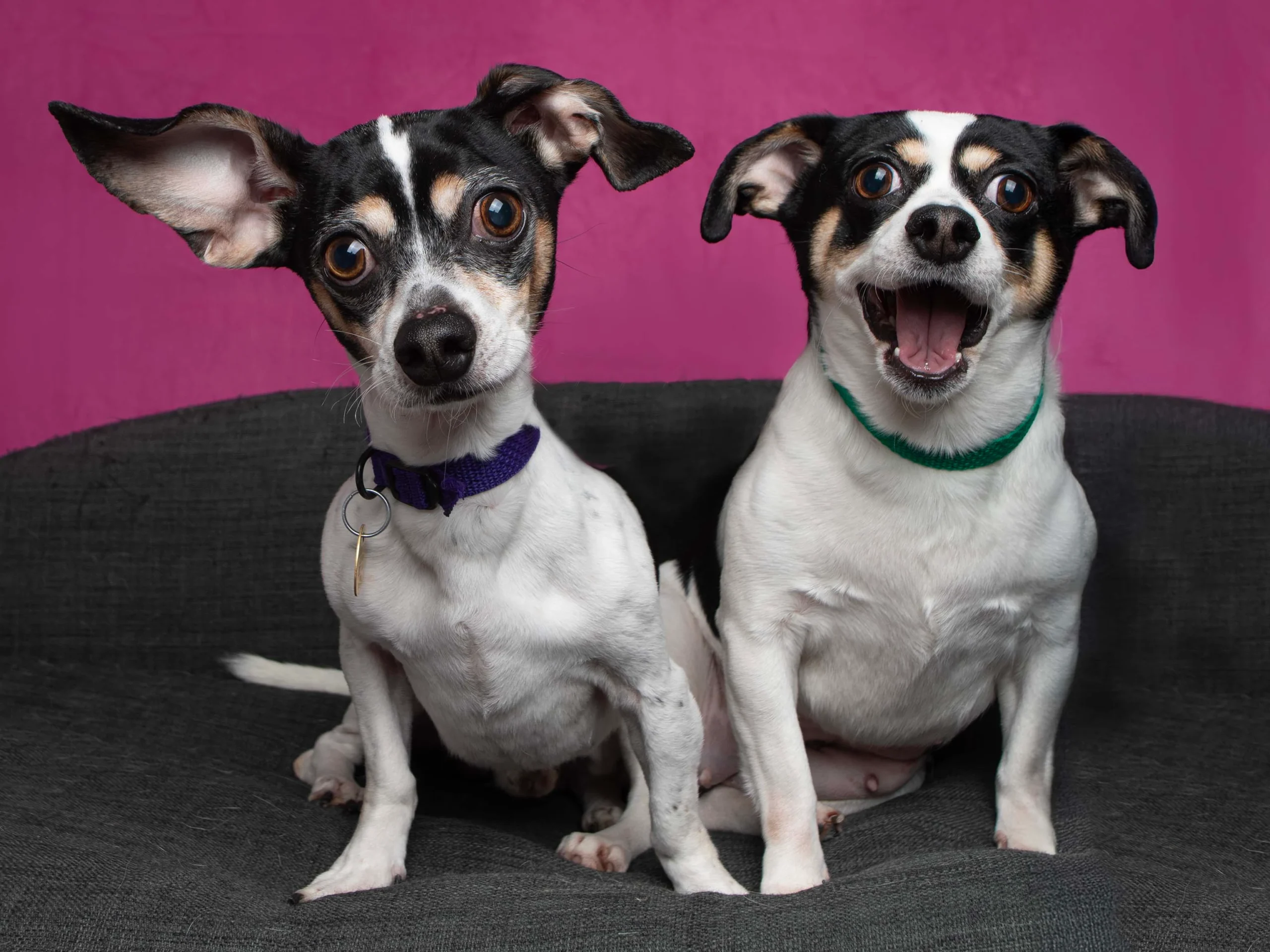 Two small Jack Russell Terrier mix dogs sitting on a gray cushion against a pink background, one with mouth open in a smile