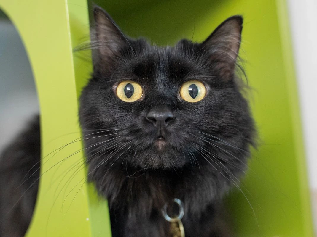 Black cat looks directly in the camera.