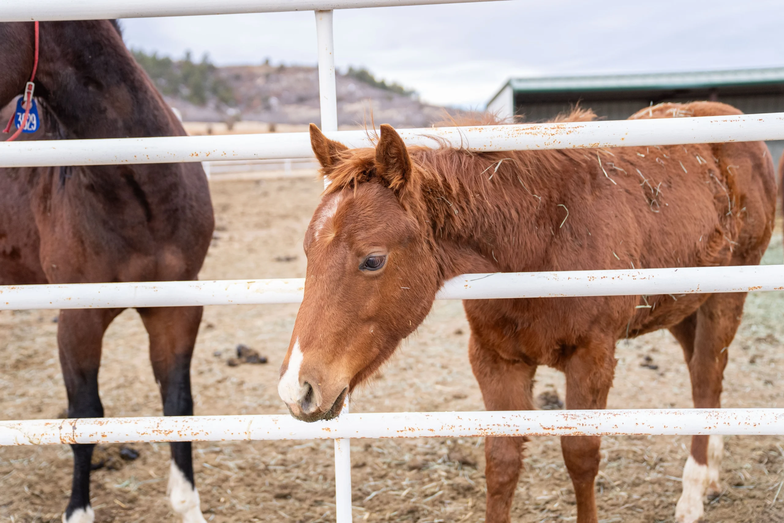 Chestnut foal with white blaze standing behind white metal fence rails, with darker horse visible in background at equine center