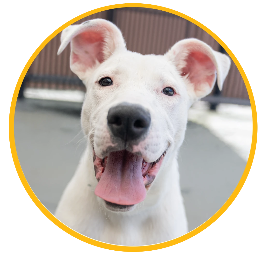 Smiling white dog with pink ears and black nose, mouth open with tongue out, inside yellow circular frame