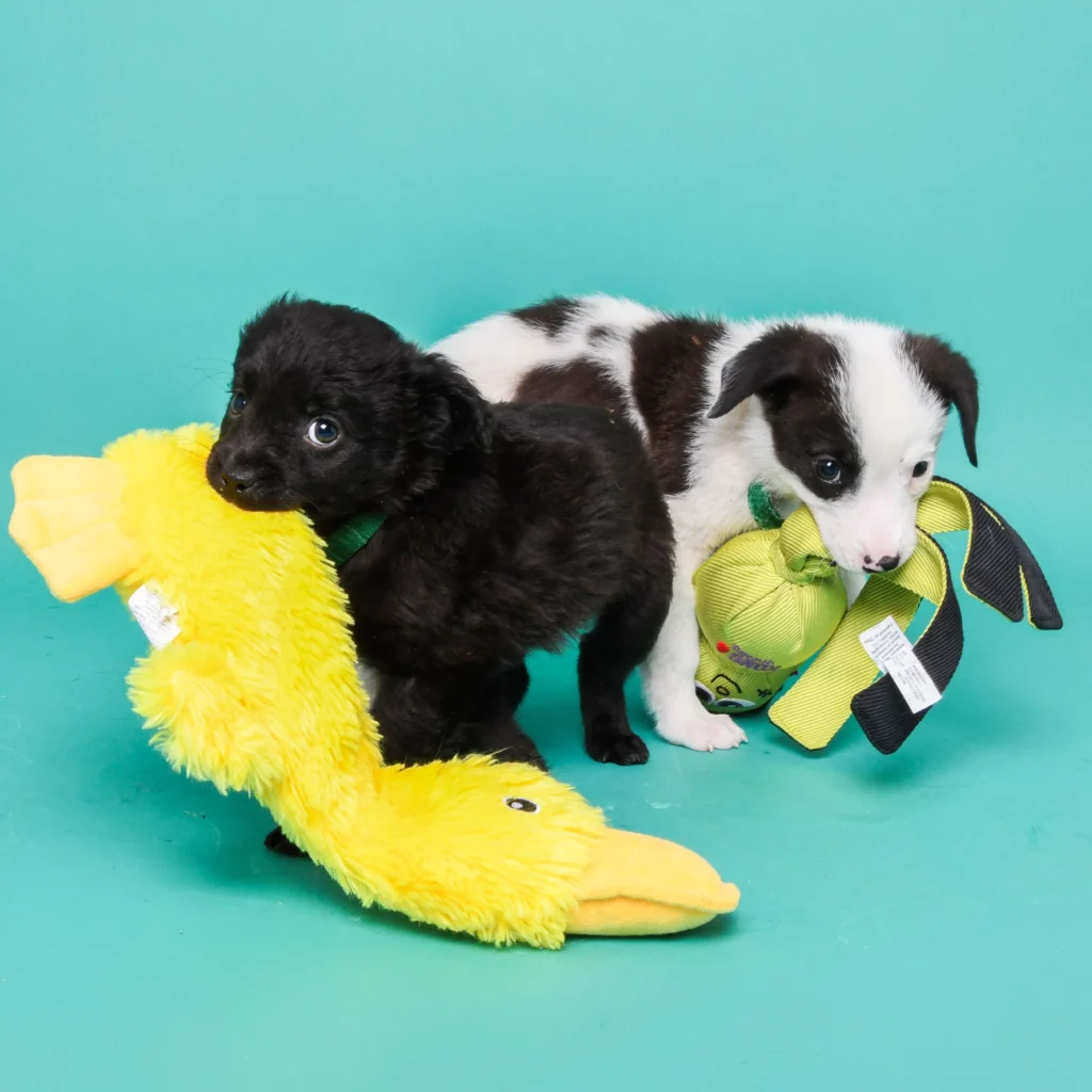 two puppies playing with toys 