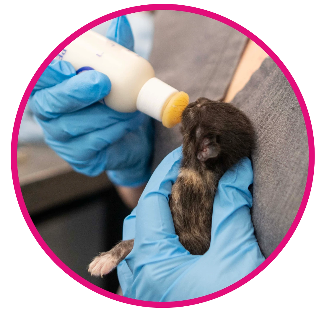 Gloved hands bottle-feeding a tiny dark-furred baby animal, likely a newborn kitten, cradled in blue medical gloves