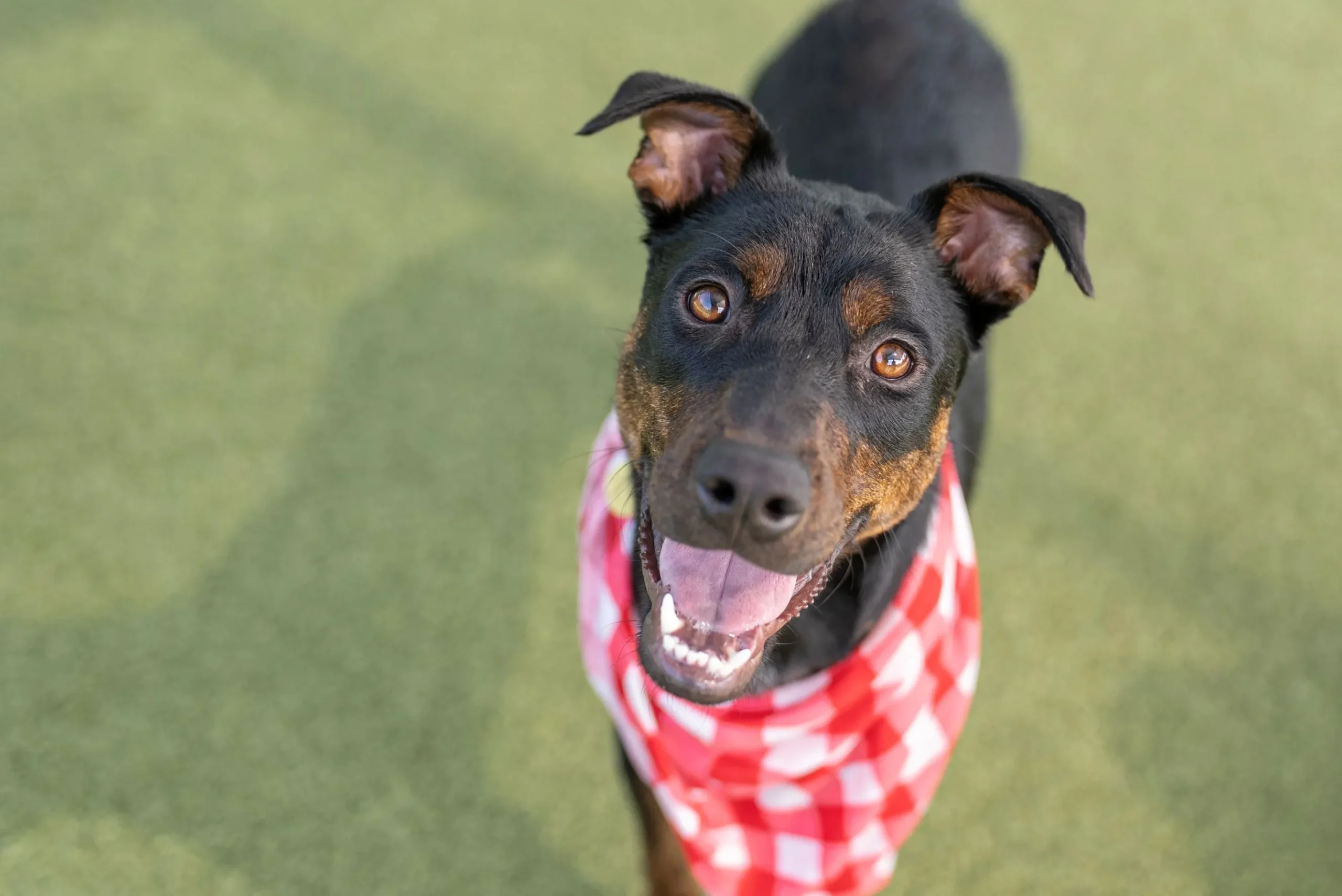 Black and tan dog with floppy ears wearing a red and white checkered bandana, smiling on green grass