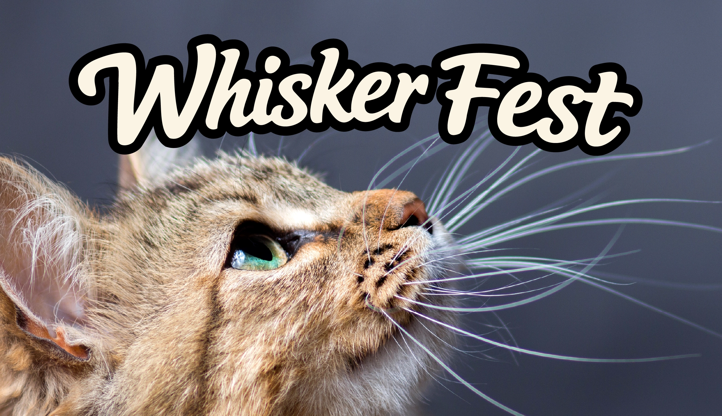 Close-up profile of a tabby cat with green eyes and long whiskers, with WhiskerFest text overlay above