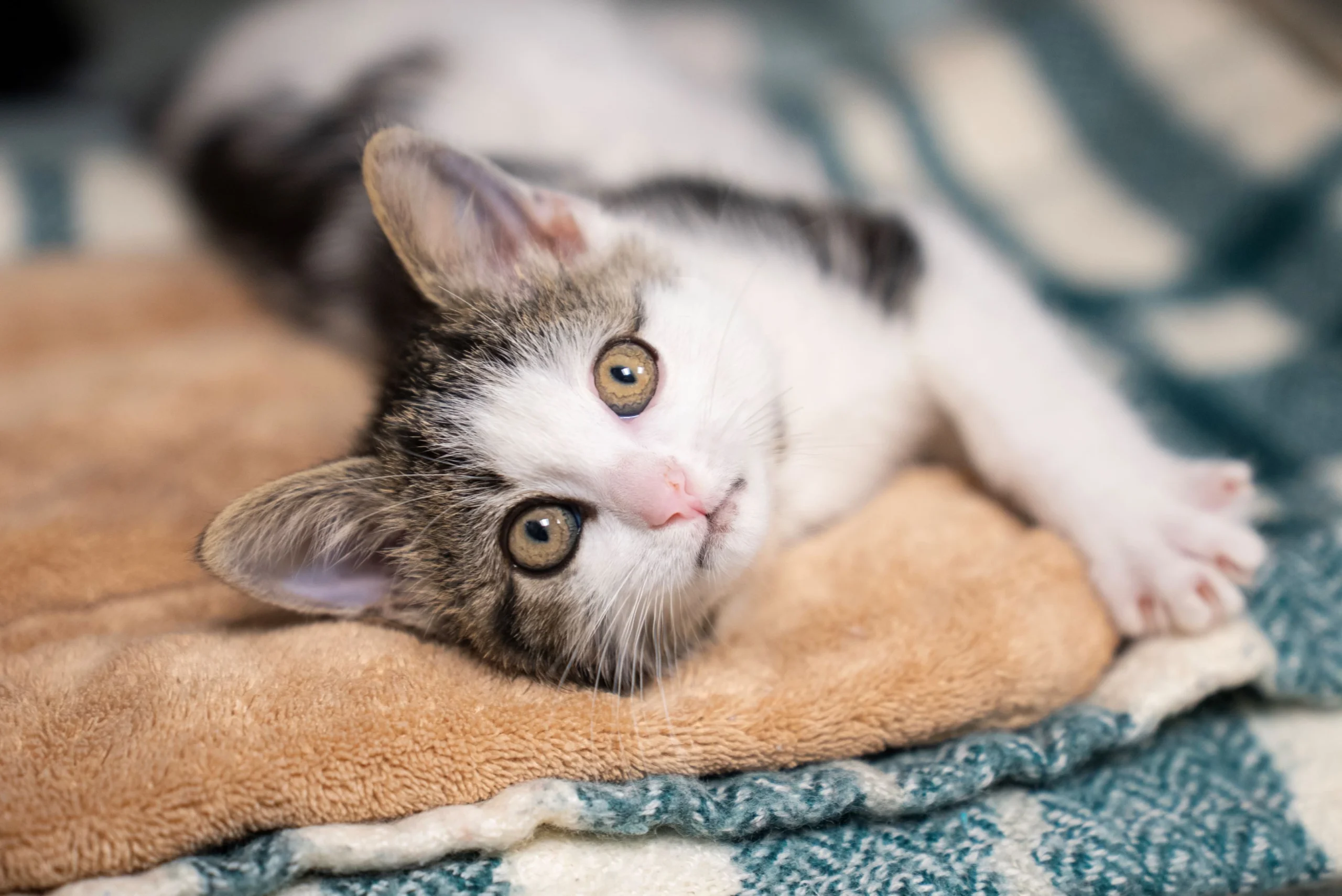 Gray and white kitten with amber eyes lying on a tan blanket, missing one front leg, looking directly at camera