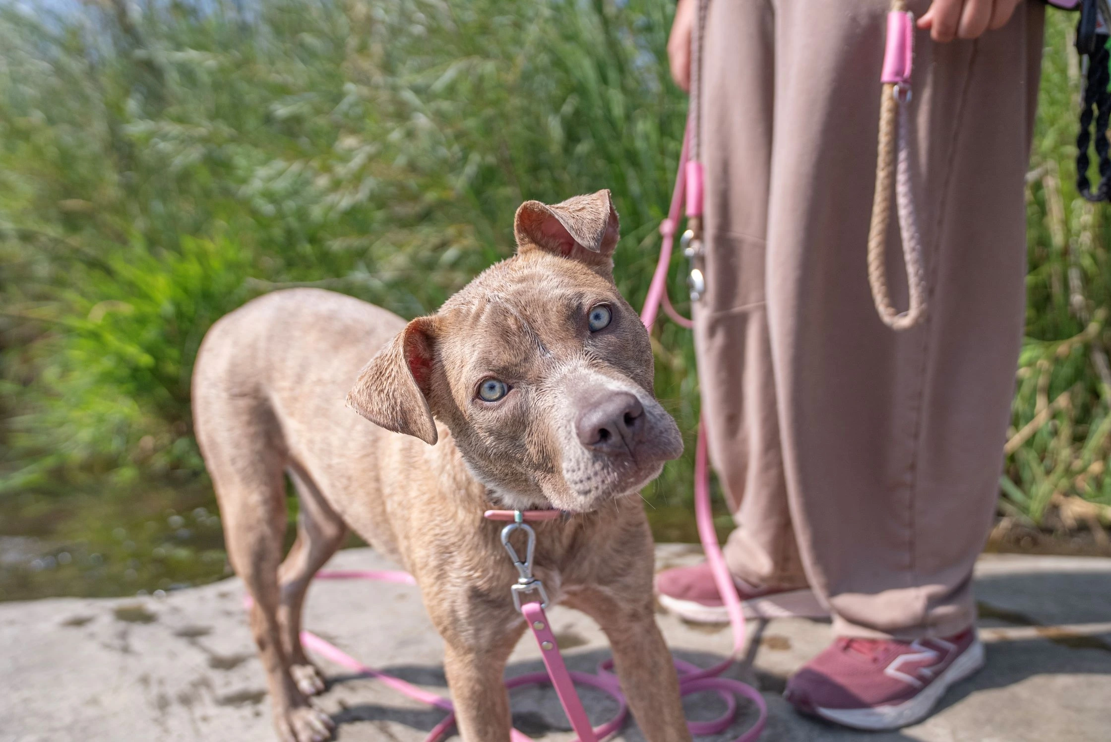 Tan pit bull mix with blue eyes and cropped ears on pink leash, standing outdoors next to person in beige pants