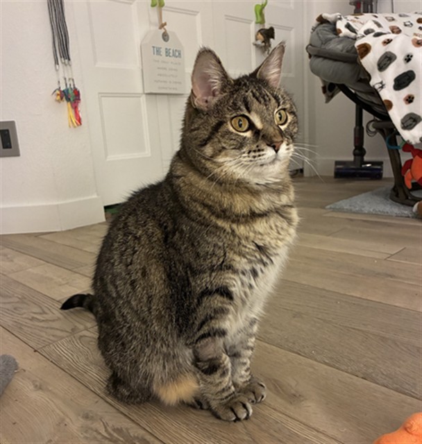 Trouble - Female - Domestic SH-Mix