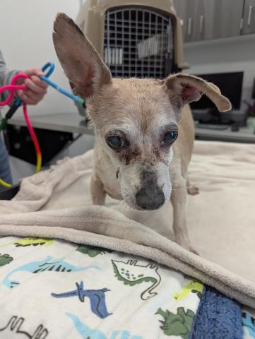 Winston - Male - Chihuahua-Dachshund