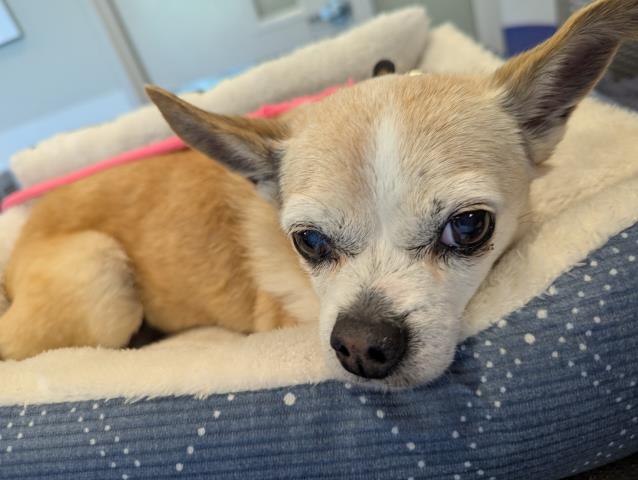 Buttercup - Female - Chihuahua-Mix
