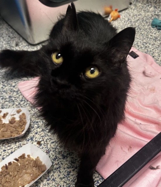 Meow - Male - Domestic MH-Mix