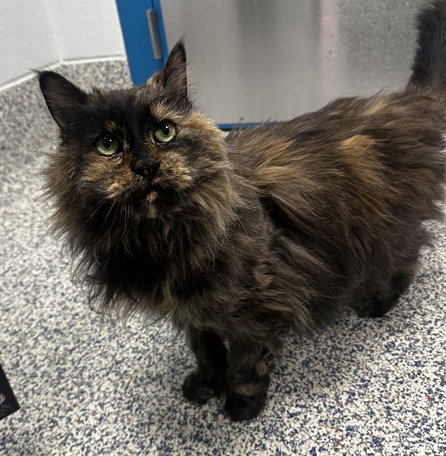 Vampira - Female - Domestic LH