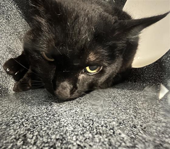Cinderella - Female - Domestic SH-Mix