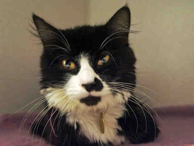 Sassafras - Female - Domestic MH-Mix