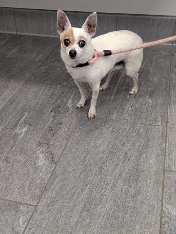 James - Male - Chihuahua-Mix