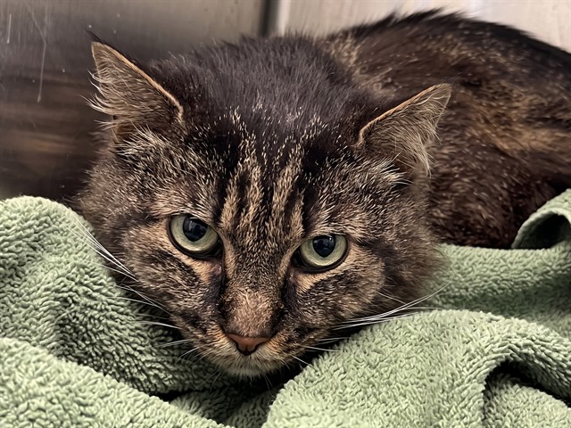Gracie - Female - Domestic MH