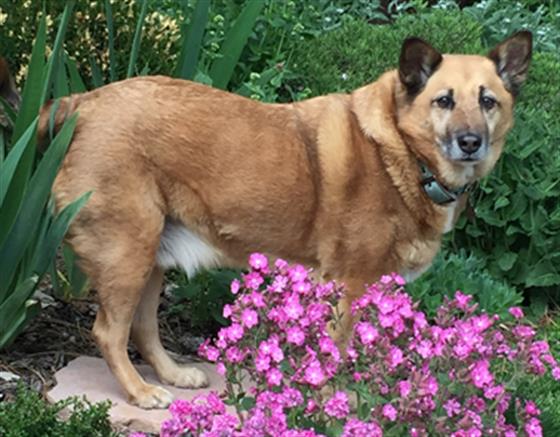 Astro - Male - German Shepherd-Jindo