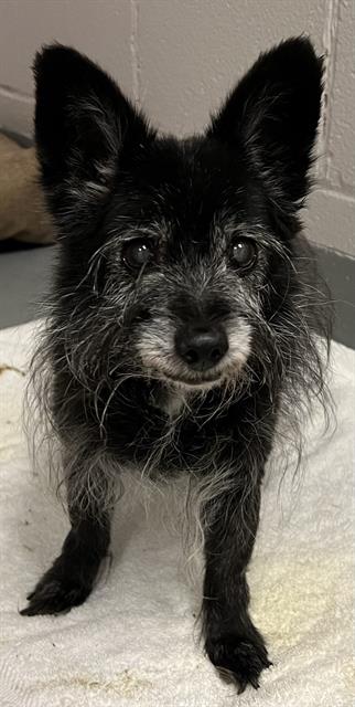 Candy - Female - Terrier-Mix