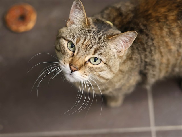 Kami - Female - Domestic SH