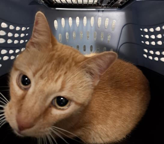 Atticus - Male - Domestic SH