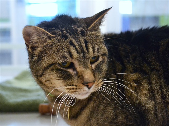 Meloa - Female - Domestic SH