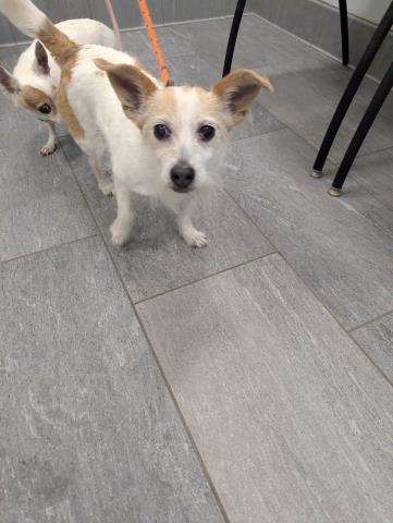 Sherryanne - Female - Jack Russell Terrier-Mix