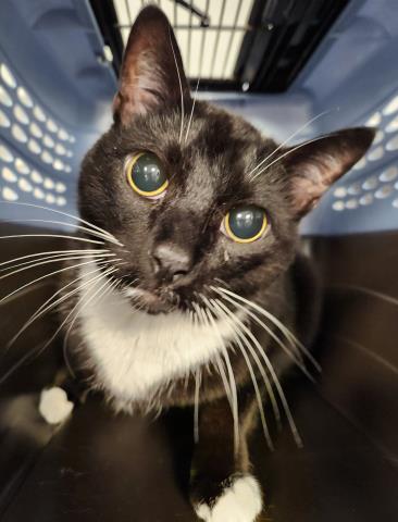 Jazz - Male - Domestic SH