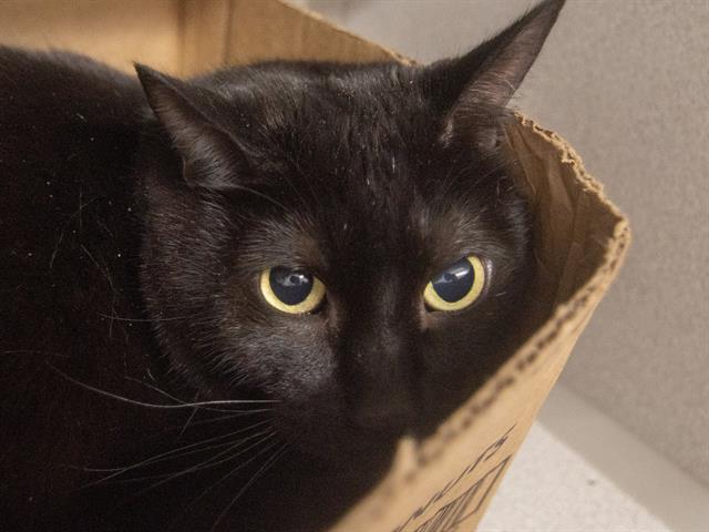 Salem - Male - Domestic SH