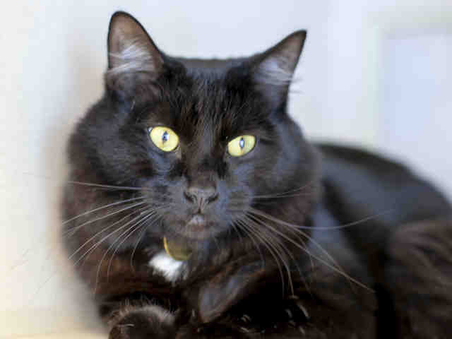 Shadow - Male - Domestic MH