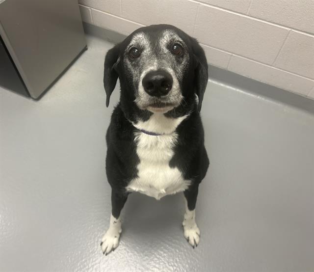 Chappie - Male - Foxhound