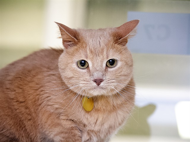 Chloe - Female - Domestic SH