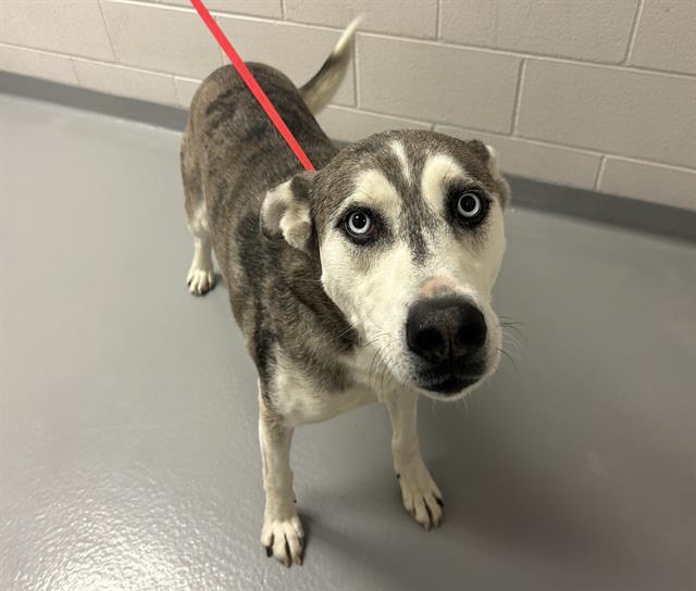 Moby - Male - Siberian Husky-Catahoula Leopard Hound