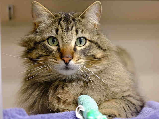 Boris - Male - Domestic LH