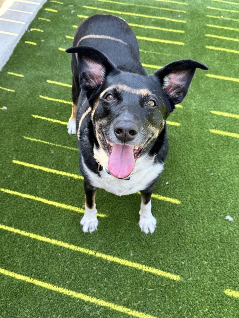 Luna - Female - Nonspecific