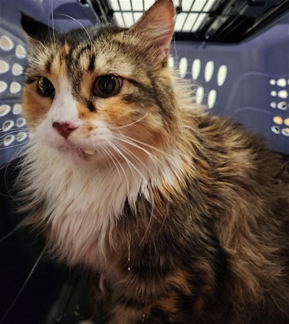 Elizabeth - Female - Domestic MH