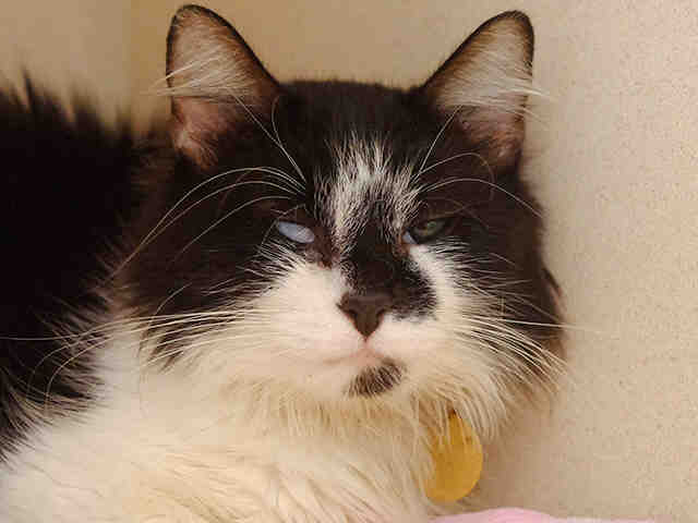 Tobi - Female - Domestic LH