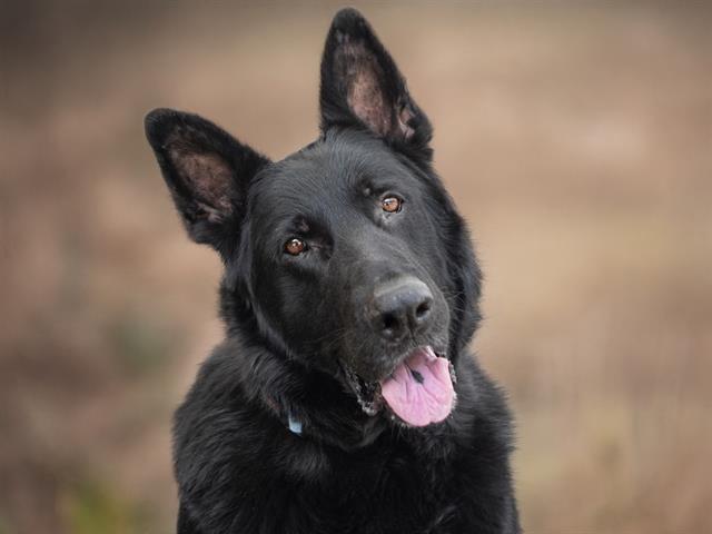 Corby - Male - German Shepherd