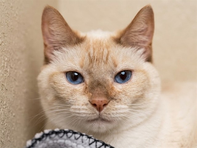 Meow Meow - Female - Domestic MH